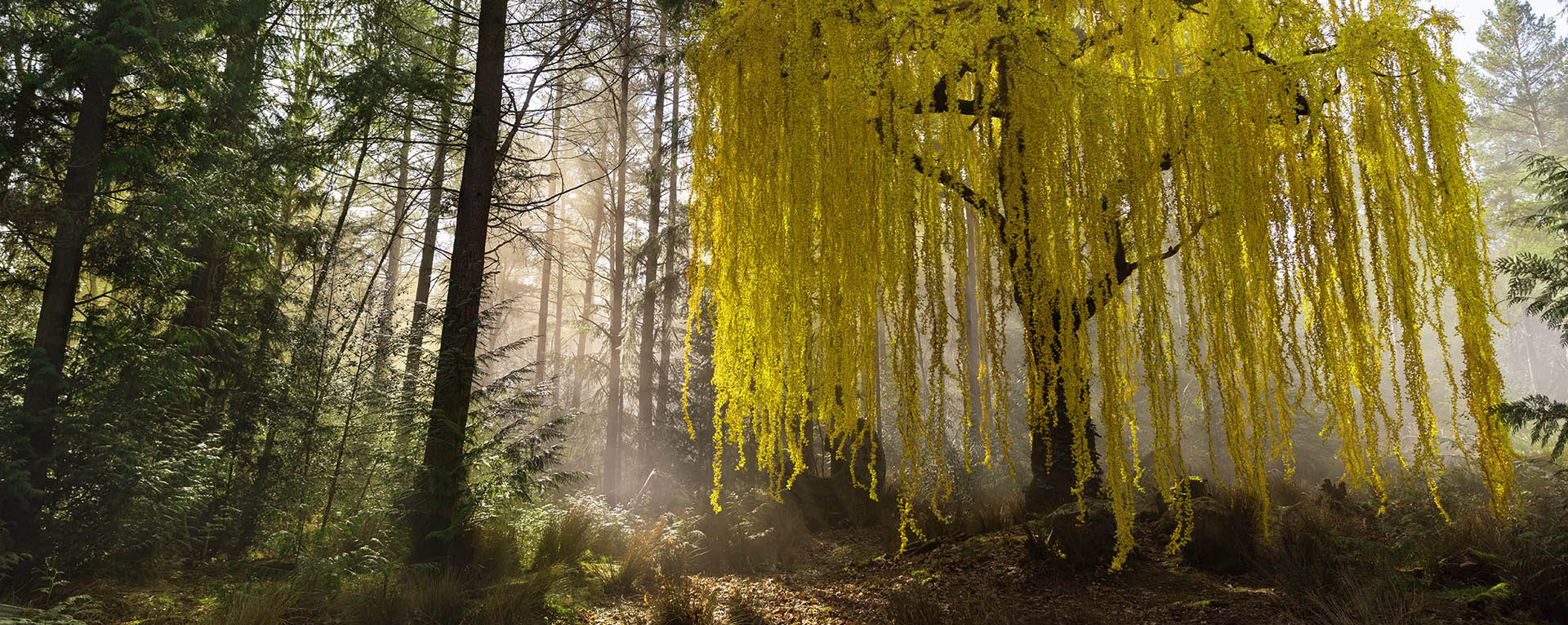 A golden tree on the planet Brendok in The Acolyte.