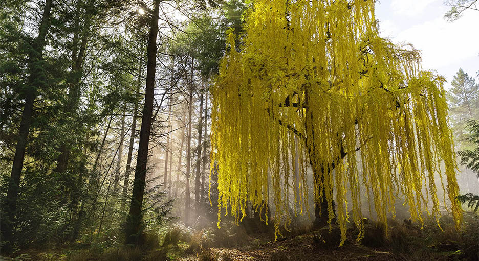 A golden tree on the planet Brendok in The Acolyte.